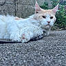 cat, long_hair, fluffy, cream_colored, white, orange_markings, lying_down, outdoor, pavement, stone_wall, greenery, garden, whiskers, ears, eyes, paws, fur, pet, animal_portrait, relaxed