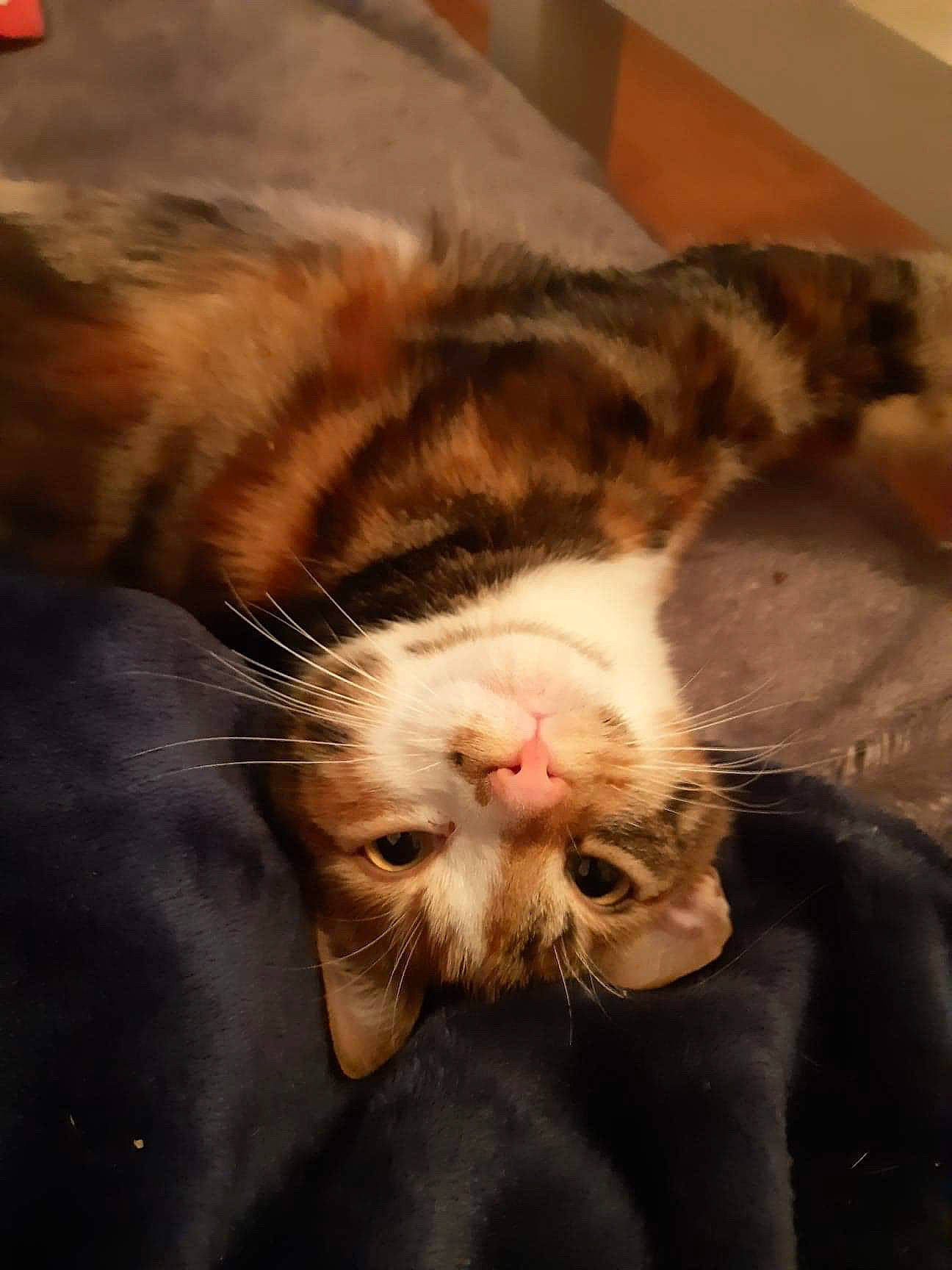 Globule participe au concours pour gagner de l'argent avec cette photo : american_shorthair, asian, carnivore, cat, claw, domestic_short_haired_cat, ear, european_shorthair, fawn, felidae, fur, kitten, paw, polydactyl_cat, small_to_medium_sized_cats, snout, tabby_cat, whiskers