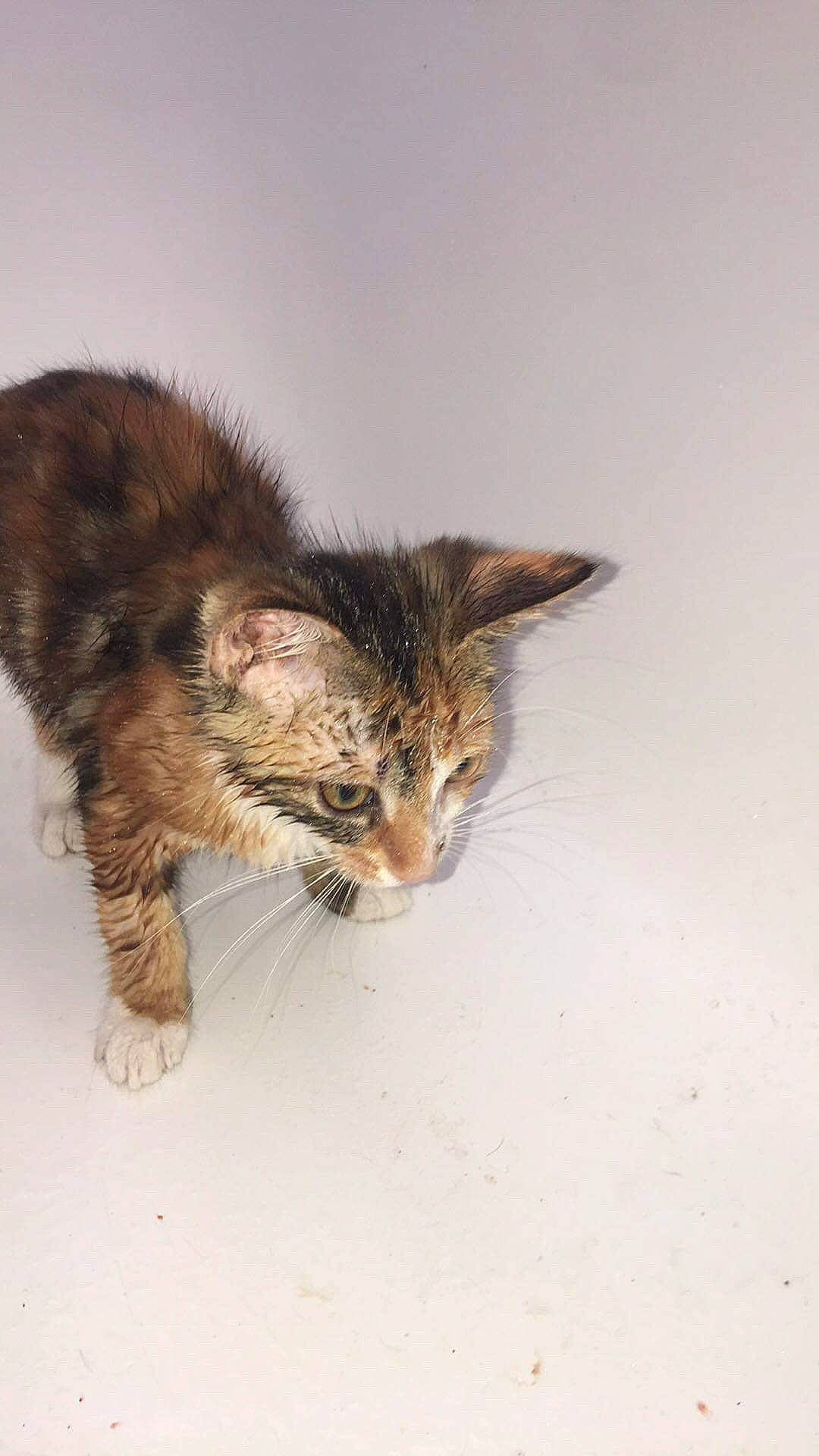 Globule a rejoint le concours — aidez-le/la à gagner de superbes lots ! aegean_cat, carnivore, cat, domestic_short_haired_cat, european_shorthair, eye, felidae, fur, kitten, mammal, small_to_medium_sized_cats, tabby_cat, whiskers, wild_cat