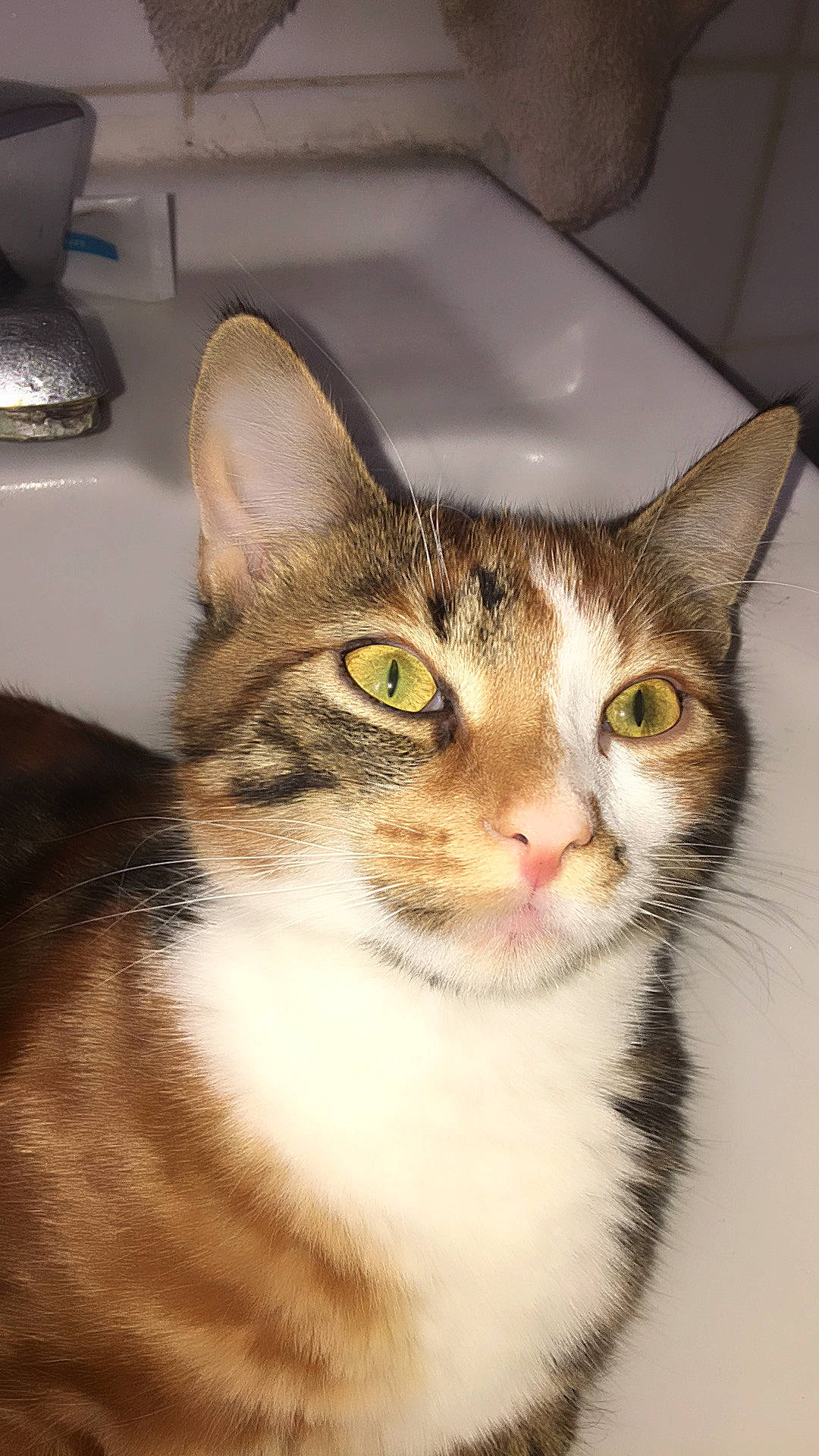 Globule participe au concours pour gagner de l'argent avec cette photo : aegean_cat, american_shorthair, american_wirehair, asian, australian_mist, carnivore, cat, domestic_short_haired_cat, european_shorthair, eye, felidae, kitten, mammal, ojos_azules, singapura, small_to_medium_sized_cats, snout, tabby_cat, vertebrate, whiskers