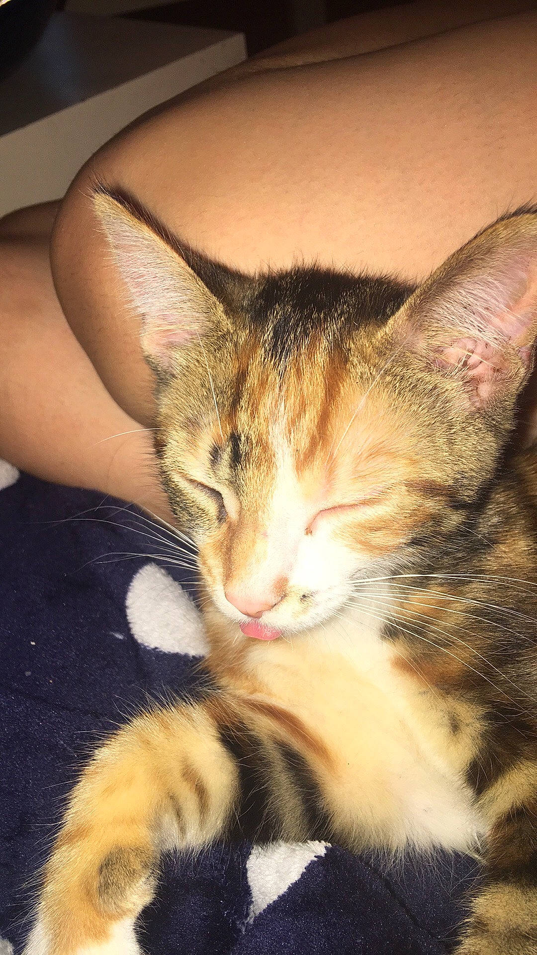 Globule a rejoint le concours — aidez-le/la à gagner de superbes lots ! aegean_cat, american_shorthair, american_wirehair, asian, carnivore, cat, domestic_short_haired_cat, dragon_li, ear, european_shorthair, felidae, fur, kitten, mammal, ojos_azules, small_to_medium_sized_cats, snout, sokoke, tabby_cat, whiskers