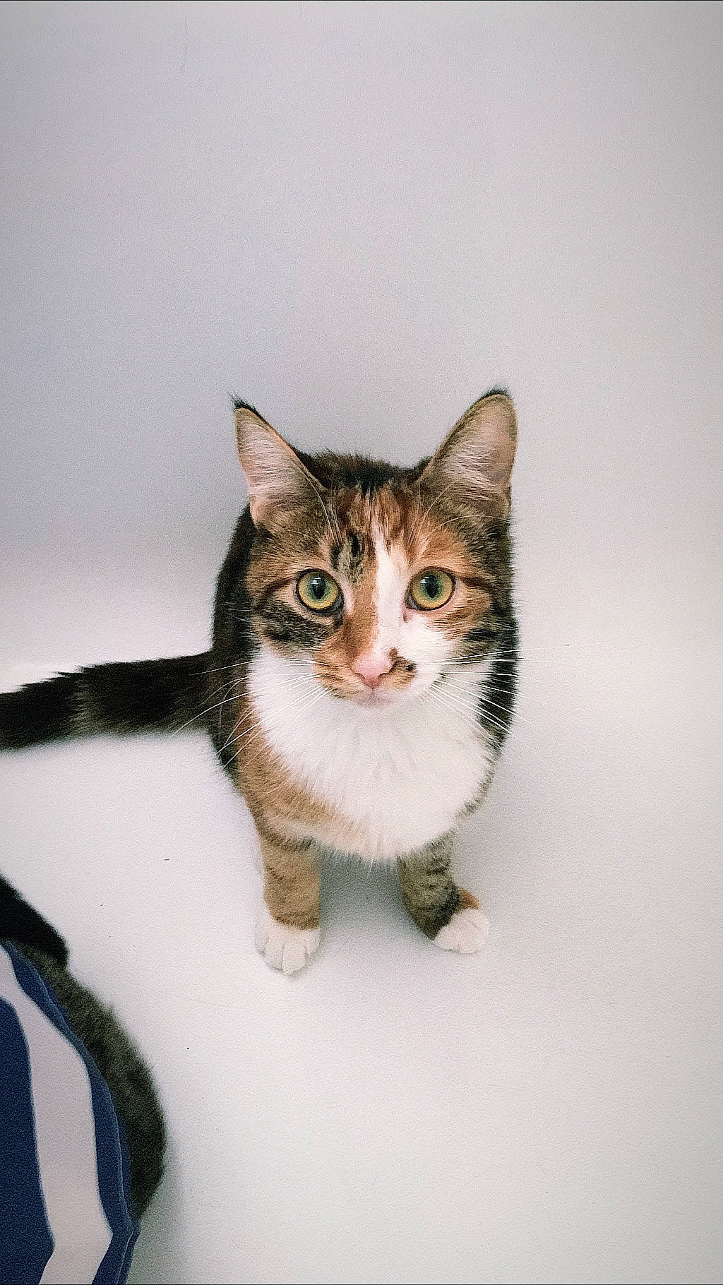 Globule a rejoint le concours — aidez-le/la à gagner de superbes lots ! aegean_cat, american_shorthair, american_wirehair, asian, carnivore, cat, domestic_short_haired_cat, dragon_li, european_shorthair, eye, felidae, fur, kitten, mammal, small_to_medium_sized_cats, tabby_cat, tail, vertebrate, whiskers