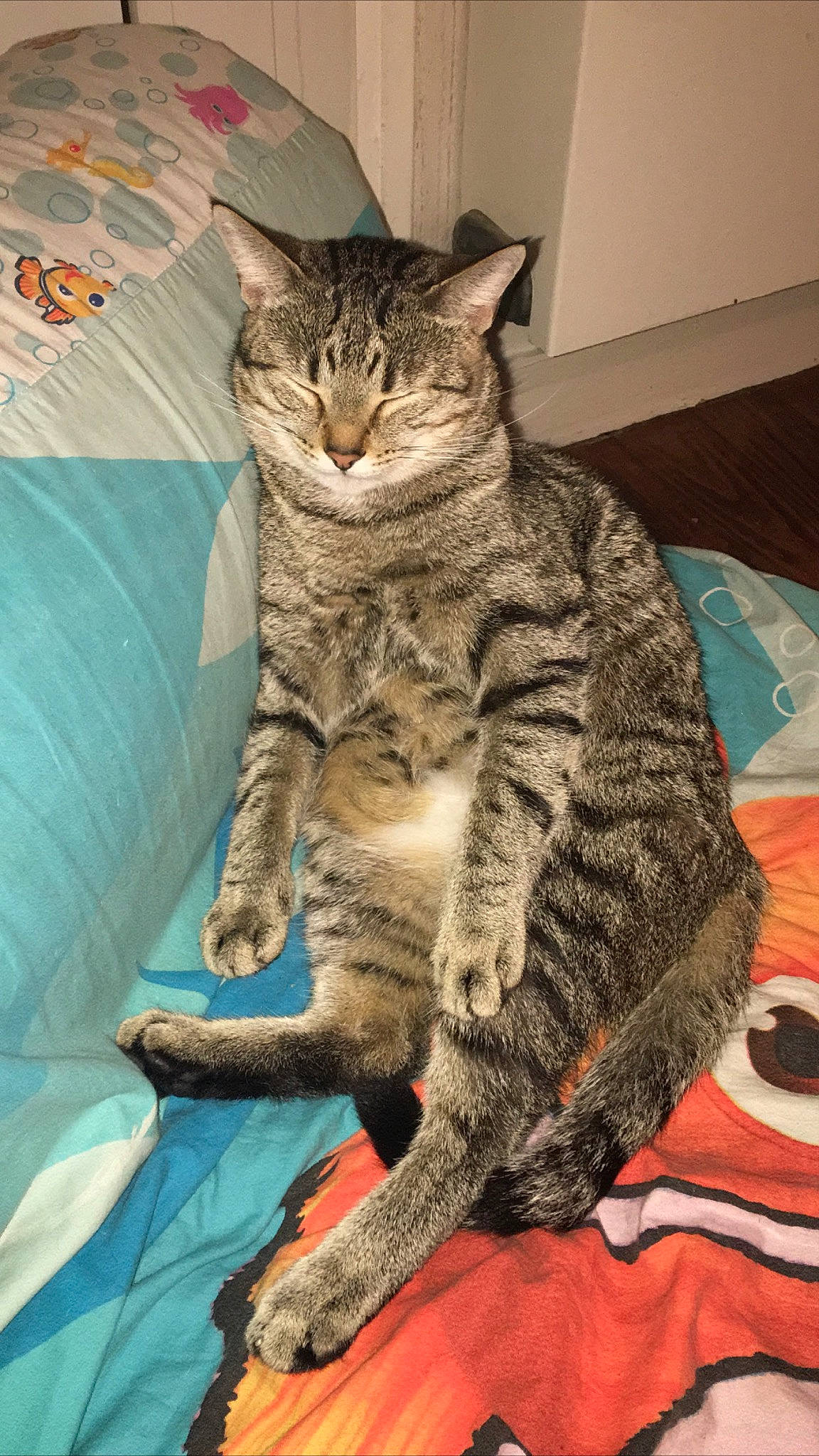 Patasel participe au concours pour gagner de l'argent avec cette photo : american_shorthair, asian, australian_mist, california_spangled, carnivore, cat, domestic_short_haired_cat, dragon_li, egyptian_mau, european_shorthair, felidae, german_rex, kitten, mammal, ocicat, pixie_bob, small_to_medium_sized_cats, tabby_cat, vertebrate, whiskers