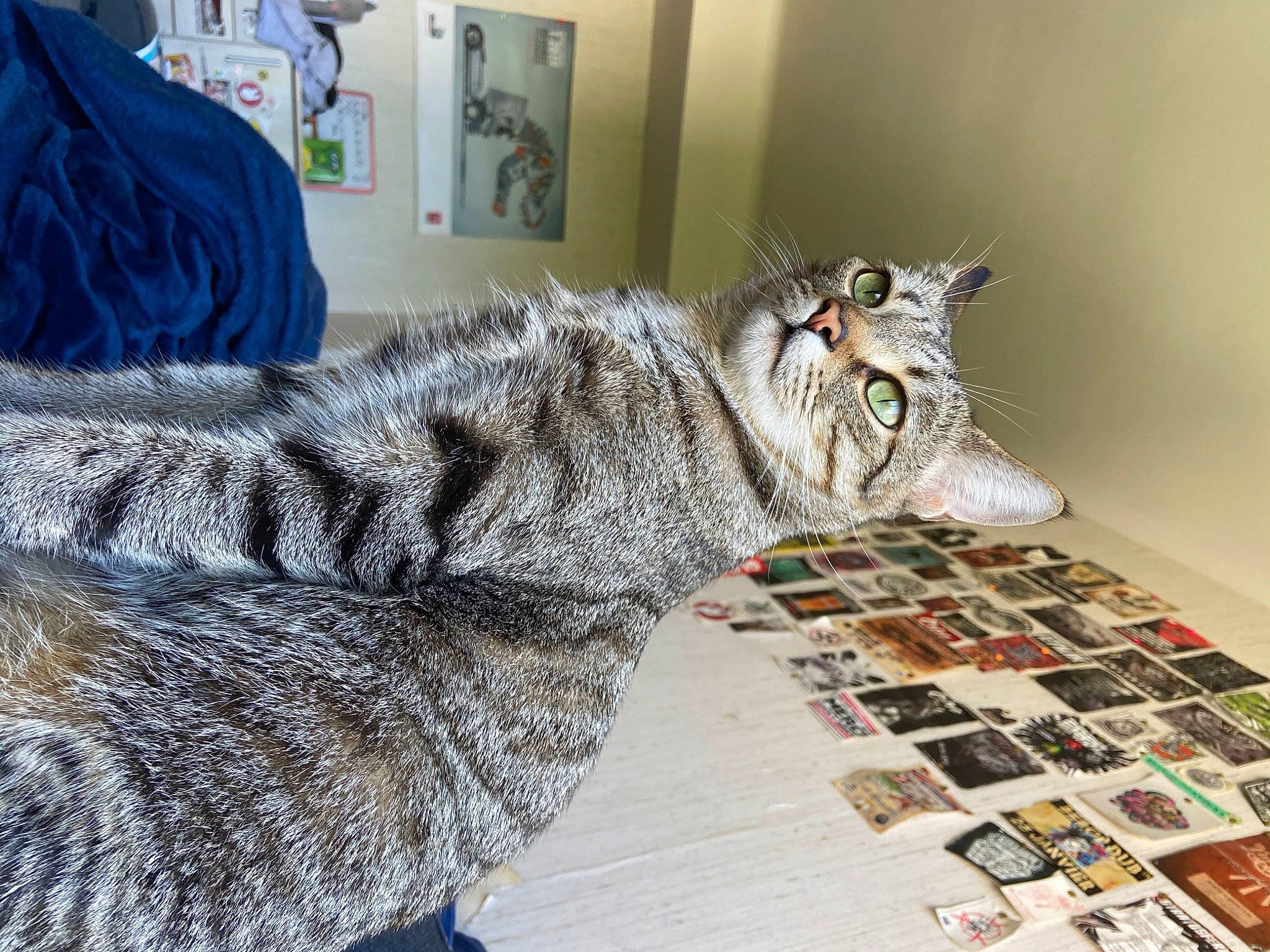 Patasel a rejoint le concours — aidez-le/la à gagner de superbes lots ! american_curl, american_shorthair, asian, carnivore, cat, domestic_short_haired_cat, dragon_li, european_shorthair, eye, felidae, floor, flooring, fur, paw, pixie_bob, small_to_medium_sized_cats, tabby_cat, textile, whiskers, wild_cat