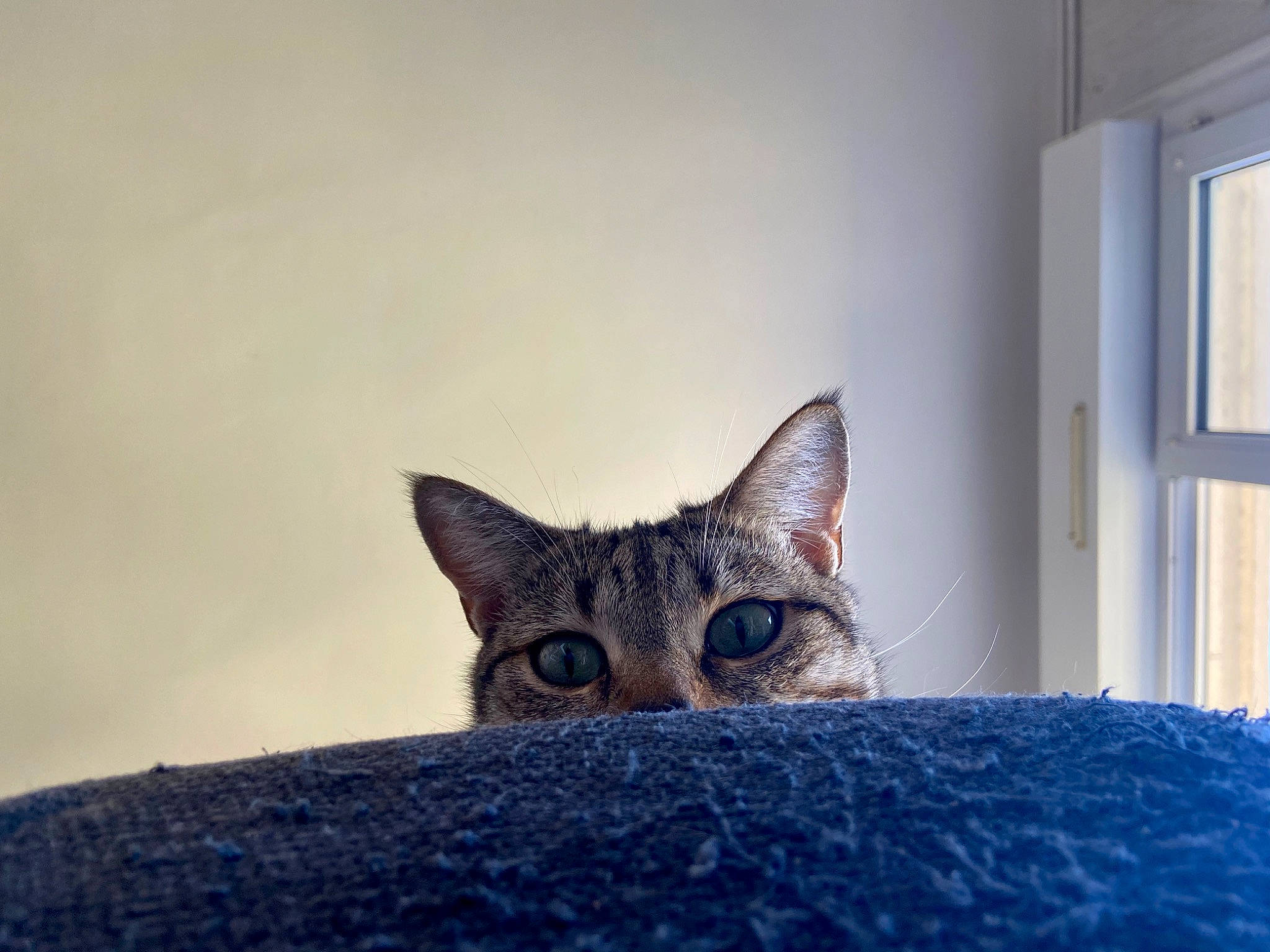 Patasel a rejoint le concours — aidez-le/la à gagner de superbes lots ! aegean_cat, asian, bengal, california_spangled, carnivore, cat, chausie, domestic_short_haired_cat, dragon_li, european_shorthair, eye, felidae, german_rex, kitten, ocicat, ojos_azules, small_to_medium_sized_cats, snout, tabby_cat, whiskers