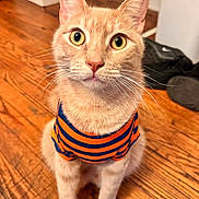 Dusty joined the competition — help win amazing prizes! cat, orange_tabby, striped_shirt, pet, indoor, wooden_floor, wide_eyes, curious, whiskers, ears, fur, domestic_cat, closeup, sitting, animal, cute, attentive, feline, portrait, household