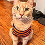 cat, orange_tabby, striped_shirt, pet, indoor, wooden_floor, wide_eyes, curious, whiskers, ears, fur, domestic_cat, closeup, sitting, animal, cute, attentive, feline, portrait, household