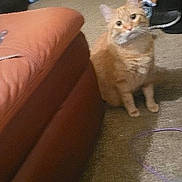 Ruby is registered to the contest to win money with this photo: animal, carpet, cat, clothing_rack, couch, curious, doorway, floor, home, household, indoors, living_room, looking_at_camera, orange_cat, pet, photograph, sofa, standing, tabby, upright