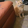 animal, carpet, cat, clothing_rack, couch, curious, doorway, floor, home, household, indoors, living_room, looking_at_camera, orange_cat, pet, photograph, sofa, standing, tabby, upright