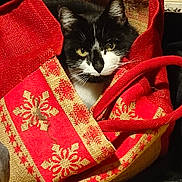 Odin a rejoint le concours — aidez-le/la à gagner de superbes lots ! animal, bag, black_and_white, cat, cozy, curious, curled_up, decor, ears, fabric, face, floor, handle, indoor, patterned, pet, playful, texture, whiskers, wooden_floor