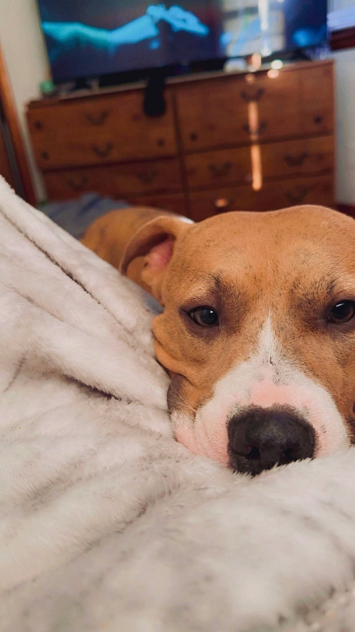 Mylo joined the competition — help win amazing prizes! ball, beagle, canidae, carnivore, collar, comfort, companion_dog, dog, dog_breed, fawn, fur, hound, puppy_love, scent_hound, snout, sporting_group, terrier, whiskers, wood, working_animal