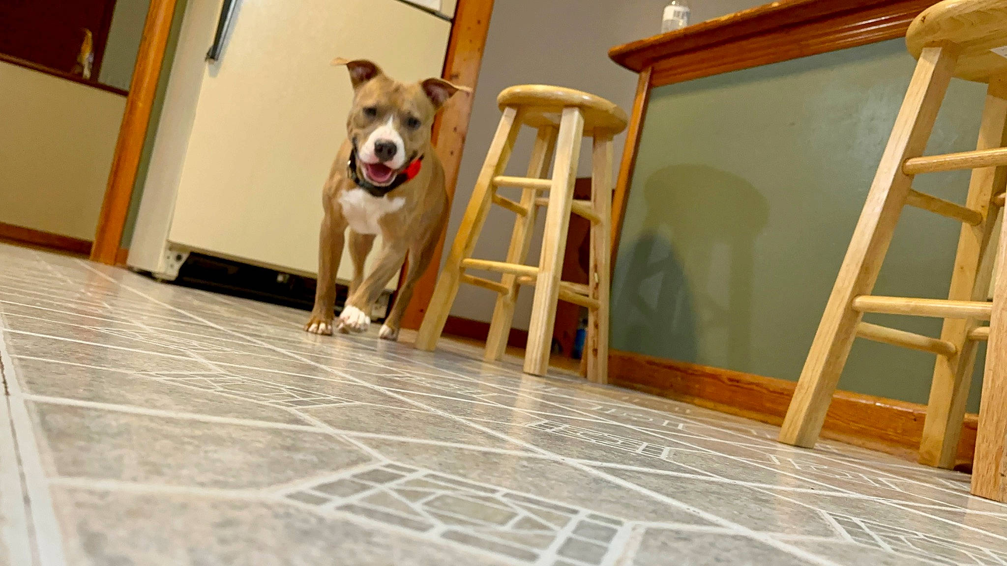 Mylo is registered to the contest to win money with this photo: carnivore, chair, companion_dog, dog, dog_breed, door, fawn, floor, flooring, hardwood, home_door, house, plywood, rectangle, table, window, wood, wood_flooring, wood_stain, working_animal