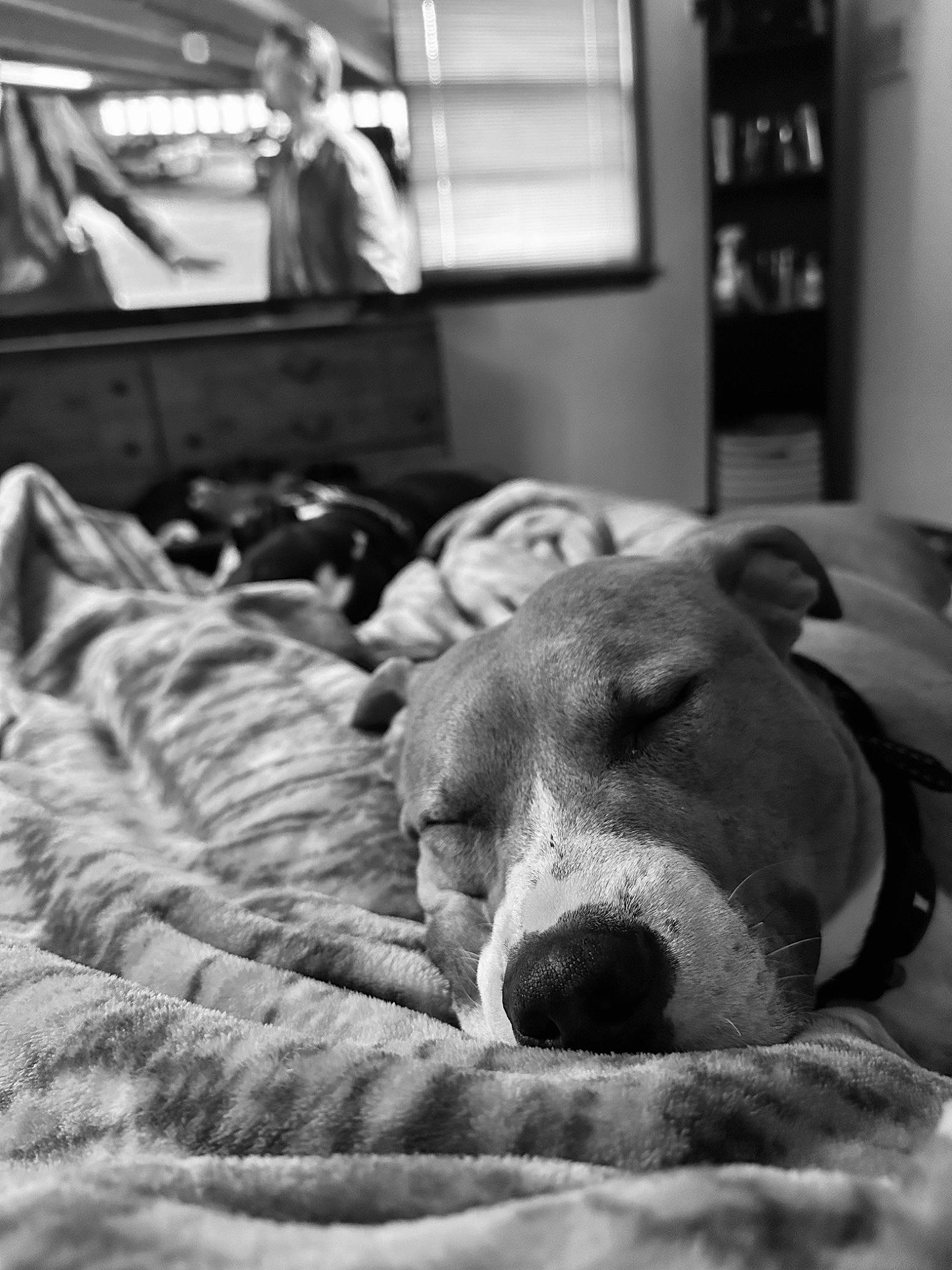 Mylo is registered to the contest to win money with this photo: black, black_and_white, carnivore, comfort, companion_dog, dog, dog_breed, fur, grey, linens, monochrome, monochrome_photography, photograph, picture_frame, snapshot, sporting_group, style, television, whiskers, white