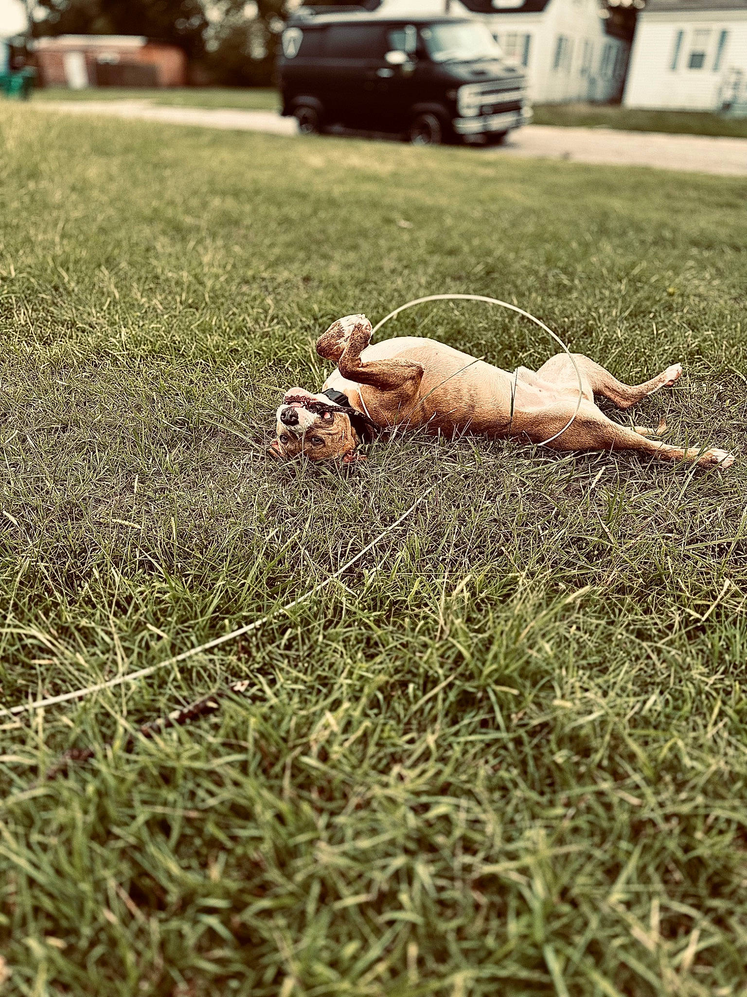 Mylo is registered to the contest to win money with this photo: asphalt, car, fawn, grass, grass_family, grassland, human_leg, landscape, lawn, people_in_nature, plant, soil, sporting_group, terrestrial_animal, tire, tree, truck, vehicle, vehicle_door, wood