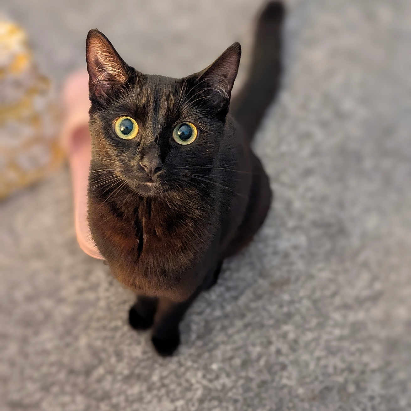 Poppy joined the competition — help win amazing prizes! alert, animal, black_cat, blur, carpet, cat, close_up, curious, domestic_cat, ears, feline, fur, indoor, looking_up, pet, sitting, soft_background, tail, whiskers, wide_eyes