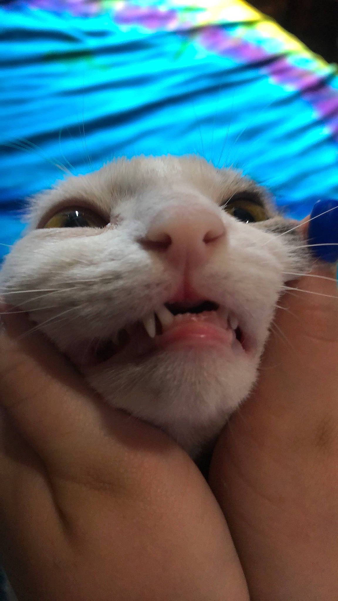 Jill is registered to the contest to win money with this photo: cat, child, close_up, eye, fawn, hamster, mouth, nose, skin, snout, whiskers