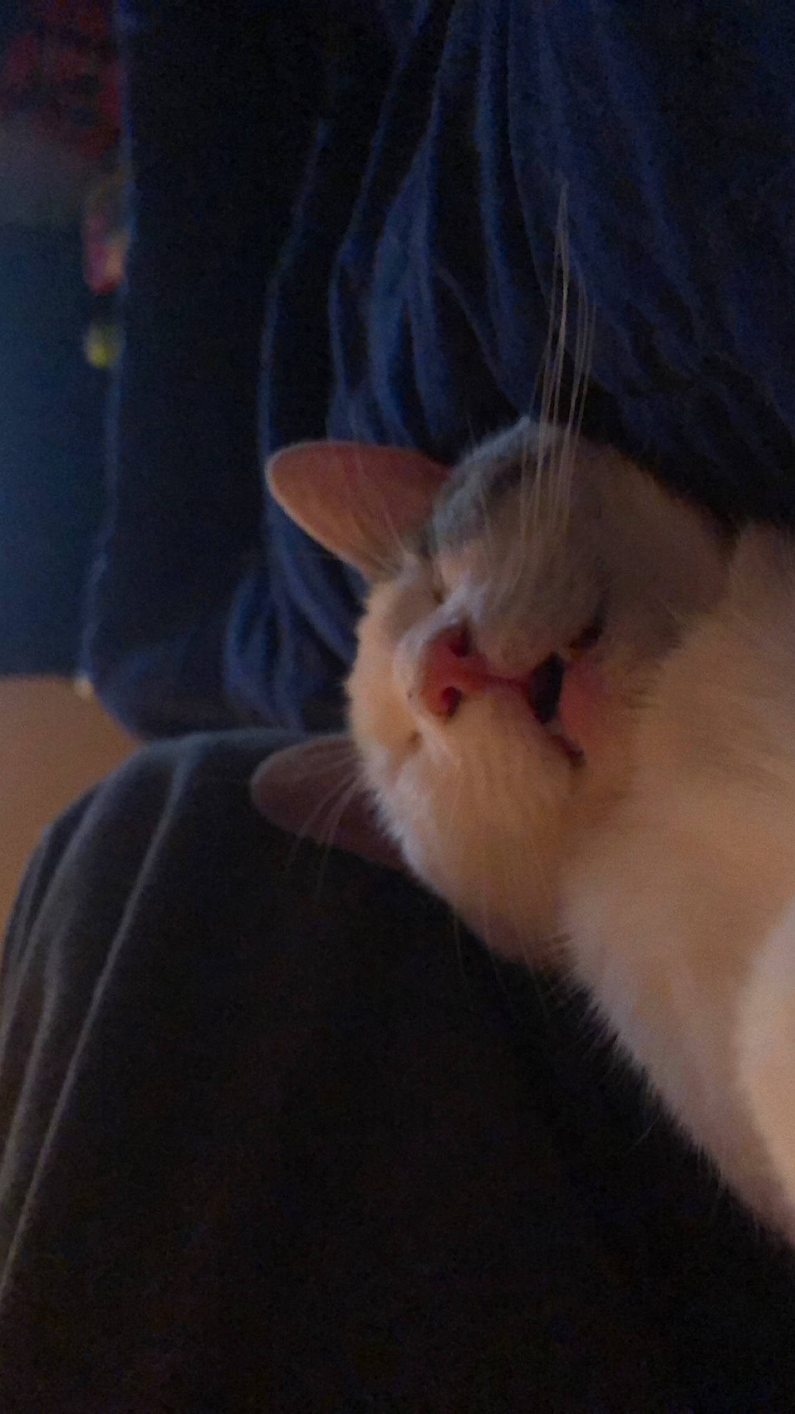 Jill is registered to the contest to win money with this photo: carnivore, cat, colorpoint_shorthair, ear, fawn, felidae, fur, kitten, persian, ragdoll, small_to_medium_sized_cats, snout, turkish_angora, whiskers