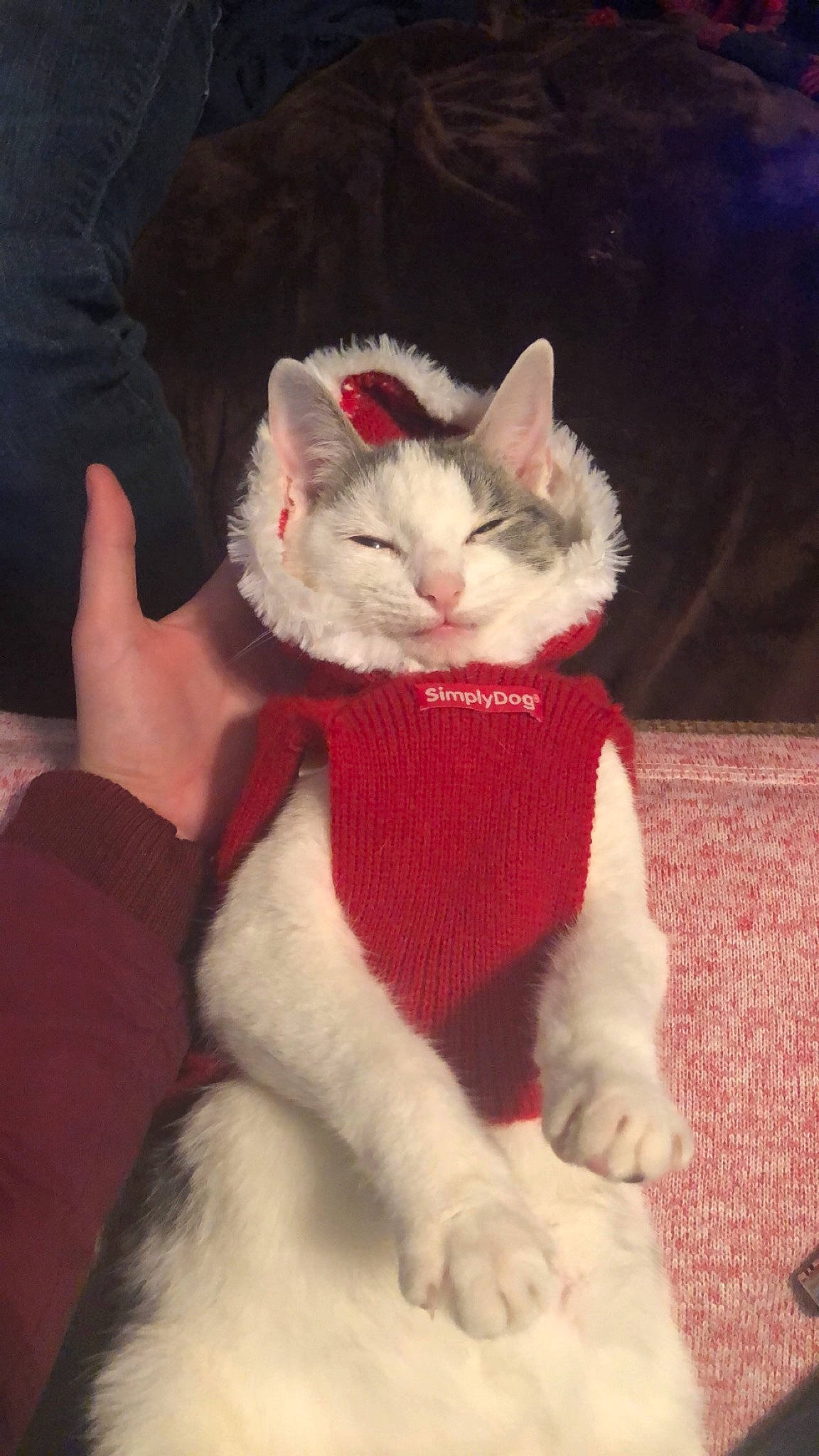 Jill is registered to the contest to win money with this photo: aegean_cat, american_wirehair, asian, carnivore, cat, domestic_short_haired_cat, ear, felidae, fur, german_rex, japanese_bobtail, kitten, mammal, ojos_azules, paw, polydactyl_cat, small_to_medium_sized_cats, tail, whiskers