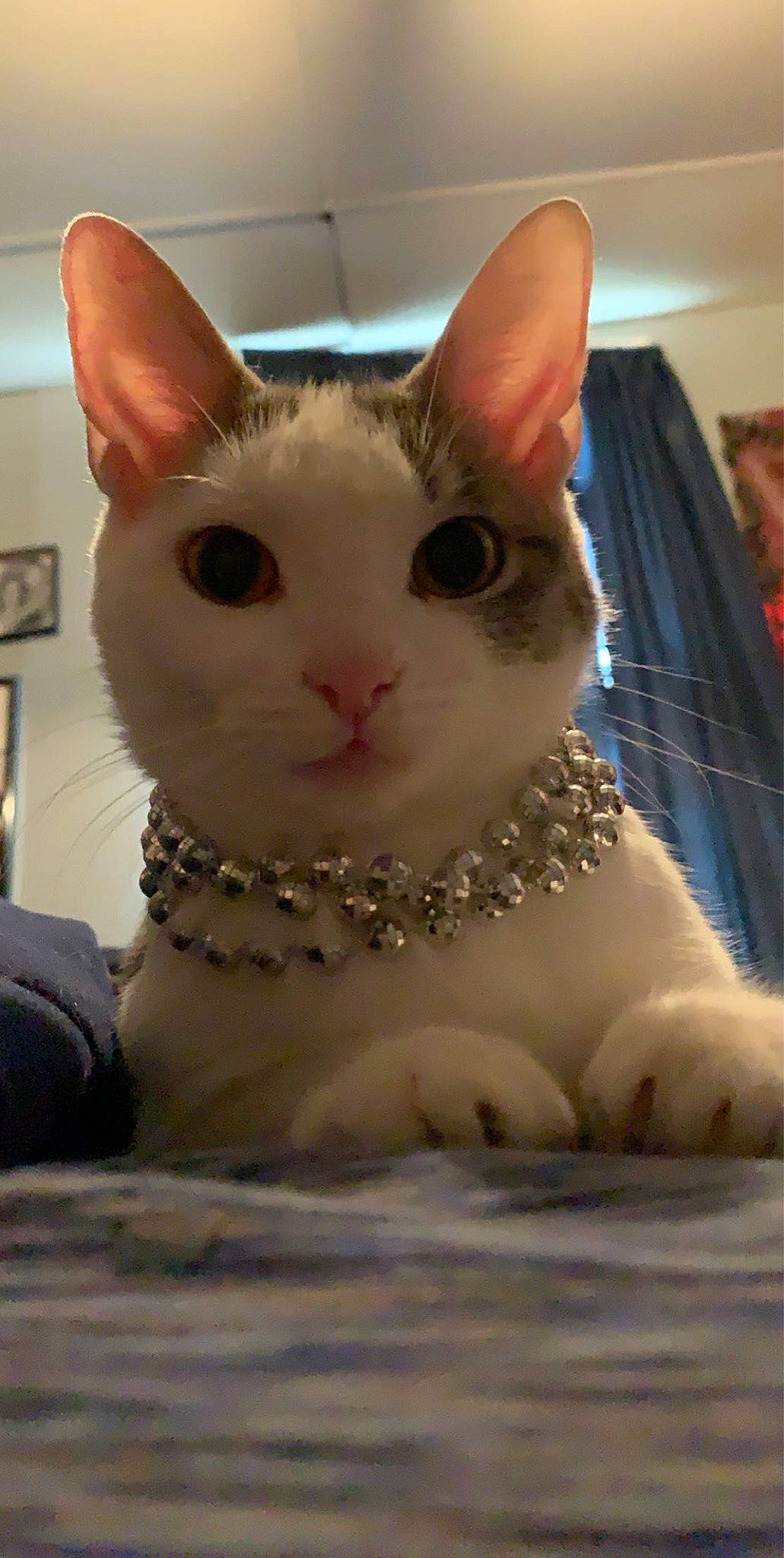 Jill is registered to the contest to win money with this photo: aegean_cat, asian, carnivore, cat, cornish_rex, devon_rex, domestic_short_haired_cat, felidae, german_rex, khao_manee, mammal, small_to_medium_sized_cats, snout, vertebrate, whiskers