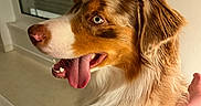 Azur a rejoint le concours — aidez-le/la à gagner de superbes lots ! dog, indoor, pet, tongue_out, blue_eye, fur, canine, companion, warm_lighting, close_up, friendly, panting, person_arm, happy, muzzle, snout, ears, domestic_animal, side_view, animal