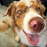 Azur participe au concours pour gagner de l'argent avec cette photo : dog, close_up, tongue_out, heterochromia, pink_nose, happy, pet, canine, fur, outdoor, concrete_floor, paw, ear, friendly, animal, muzzle, snout, portrait, sitting, footwear