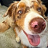 dog, close_up, tongue_out, heterochromia, pink_nose, happy, pet, canine, fur, outdoor, concrete_floor, paw, ear, friendly, animal, muzzle, snout, portrait, sitting, footwear