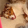 Azur participe au concours pour gagner de l'argent avec cette photo : dog, sleeping, floor, tile, fur, tongue, relaxed, pet, indoor, brown, white, black, closeup, canine, animal, domestic, paw, resting, cute, ears