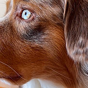 Azur a rejoint le concours — aidez-le/la à gagner de superbes lots ! animal, blue_eyes, brown_fur, canine, close_up, dog, domestic_animal, ears, focused, fur, indoor, looking_away, pet, portrait, profile, side_view, snout, soft_light, whiskers, white_fur