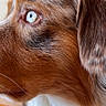 animal, blue_eyes, brown_fur, canine, close_up, dog, domestic_animal, ears, focused, fur, indoor, looking_away, pet, portrait, profile, side_view, snout, soft_light, whiskers, white_fur