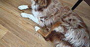 Azur a rejoint le concours — aidez-le/la à gagner de superbes lots ! brown_and_white, companion, dog, flooring, fur, home, human_feet, indoor, looking_up, lying_down, paws, pet, radiator, relaxed, sandals, shoes, tail, text_overlay, waiting, wooden_floor