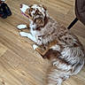 Azur a rejoint le concours — aidez-le/la à gagner de superbes lots ! dog, brown_and_white, wooden_floor, shoes, radiator, indoor, pet, lying_down, looking_up, fur, tail, paws, human_feet, sandals, text_overlay, waiting, home, flooring, relaxed, companion