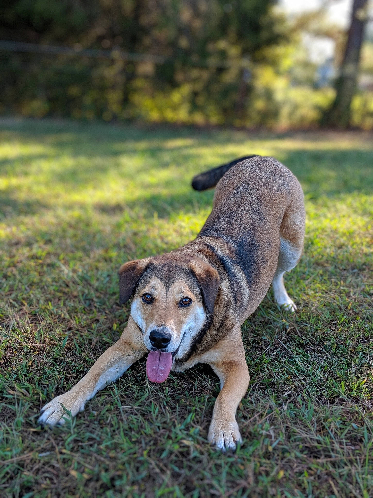 Macey joined the competition — help win amazing prizes! canidae, carnivore, collar, companion_dog, dog, dog_breed, fawn, grass, grassland, hunting_dog, plant, puppy, snout, soil, sporting_group, tail, terrestrial_animal, tree, working_animal, working_dog