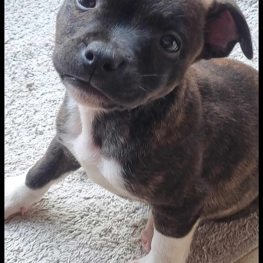 Uzyko participe au concours pour gagner de l'argent avec cette photo : animal, beagle, bodypart, bostonbull, boxer, bulldog, canine, chihuahua, dog, frenchbulldog, hound, husky, labradorretriever, person, pet, pitbull, puppy, snout, toe, whitedog