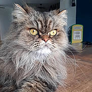 Pablo a rejoint le concours — aidez-le/la à gagner de superbes lots ! cat, fluffy, golden_eyes, indoor, portrait, feline, long_hair, whiskers, close_up, table, wooden_surface, domestic_animal, pet, mammal, curious, focused, fur_texture, animal_face, relaxed, house
