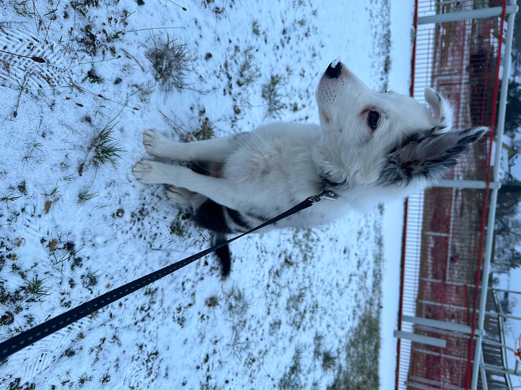 Loki a rejoint le concours — aidez-le/la à gagner de superbes lots ! animal_shelter, canidae, carnivore, companion_dog, dog, dog_breed, dog_supply, fawn, fence, freezing, fur, monochrome, monochrome_photography, slope, snout, snow, sporting_group, twig, winter, working_animal