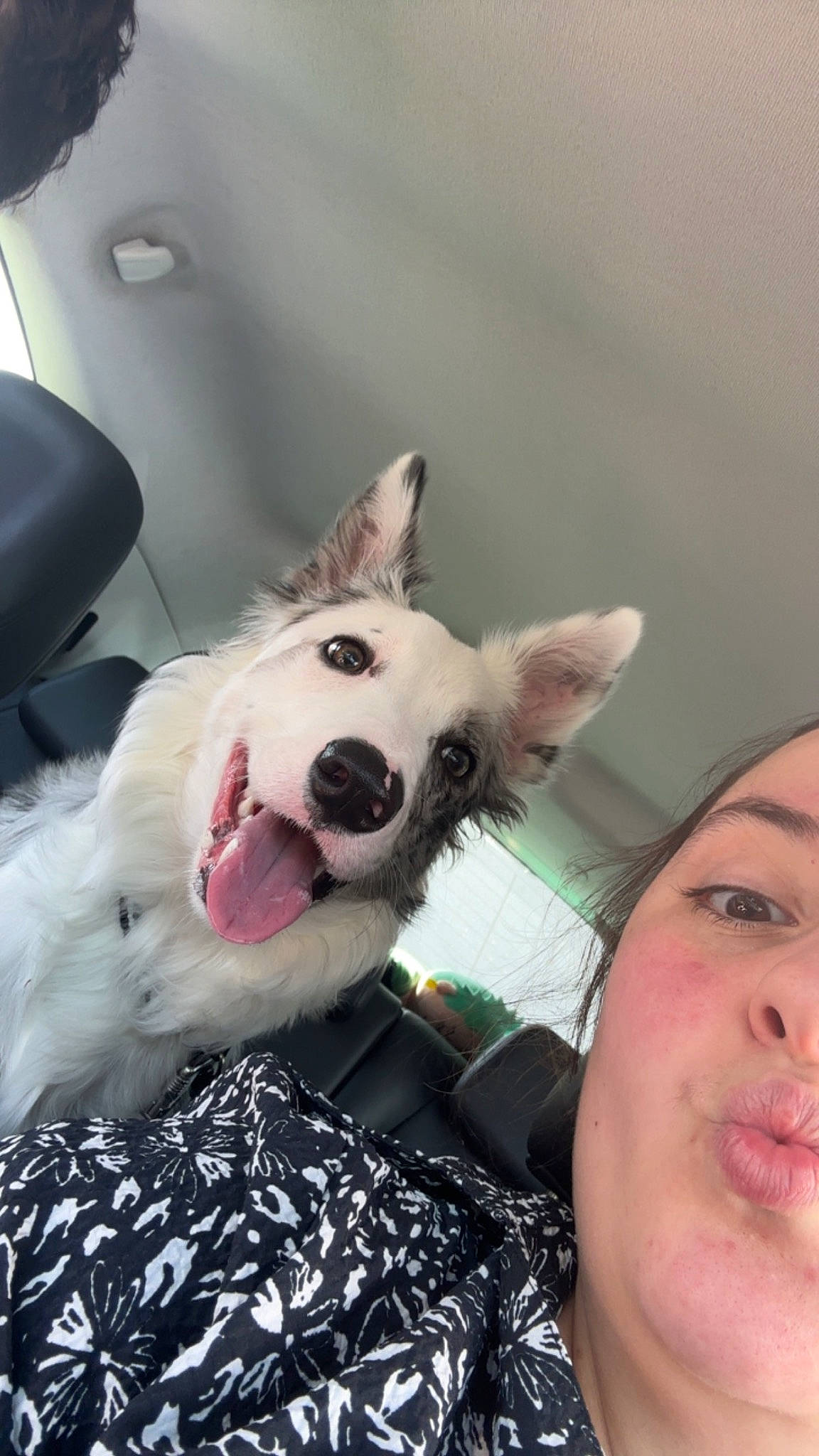 Loki a rejoint le concours — aidez-le/la à gagner de superbes lots ! canidae, carnivore, companion_dog, dog, dog_breed, ear, eyelash, fang, fawn, felidae, fun, fur, gesture, happy, jaw, selfie, small_to_medium_sized_cats, snout, sporting_group, whiskers