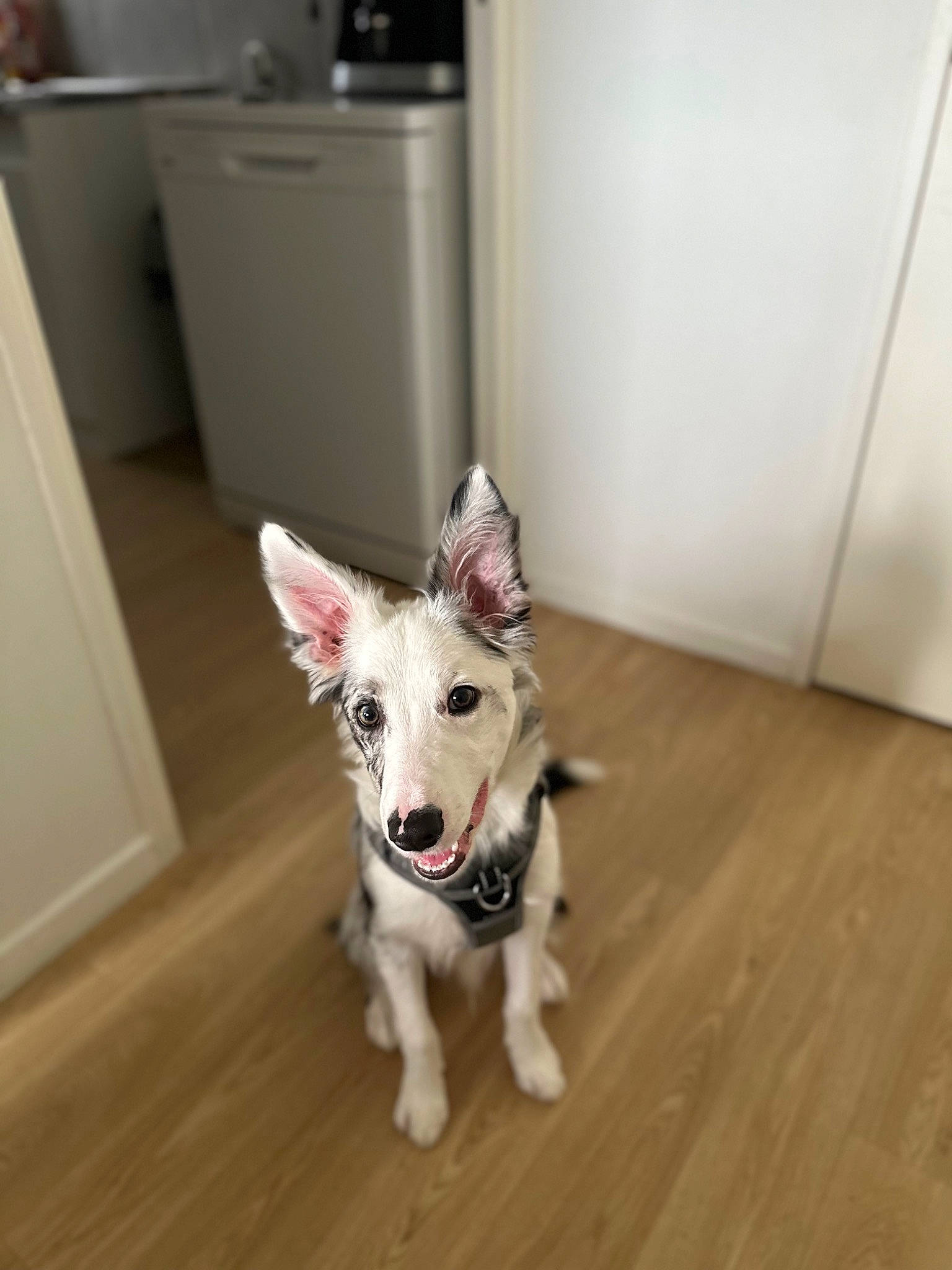 Loki a rejoint le concours — aidez-le/la à gagner de superbes lots ! carnivore, companion_dog, dog, dog_breed, dog_supply, fawn, felidae, flooring, fur, hardwood, paw, small_to_medium_sized_cats, snout, tail, varnish, whiskers, wood, wood_flooring, wood_stain, working_animal