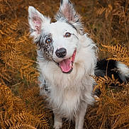 Loki a rejoint le concours — aidez-le/la à gagner de superbes lots ! animal, bodypart, canine, cockerspaniel, collie, dog, eskimodog, grass, husky, mouth, papillon, person, pet, plant, puppy, terrier, tongue, whitedog