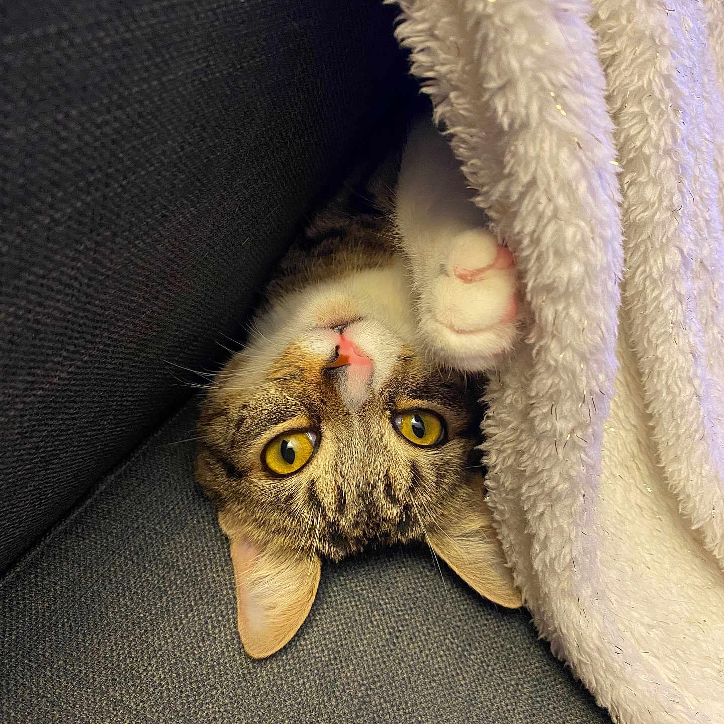 Usty participe au concours pour gagner de l'argent avec cette photo : animal, cat, closeup, couch, cozy, curious, cute, domestic_cat, feline, fluffy_blanket, fur, indoor, paw, pet, pink_nose, relaxed, resting, tabby, whiskers, yellow_eyes