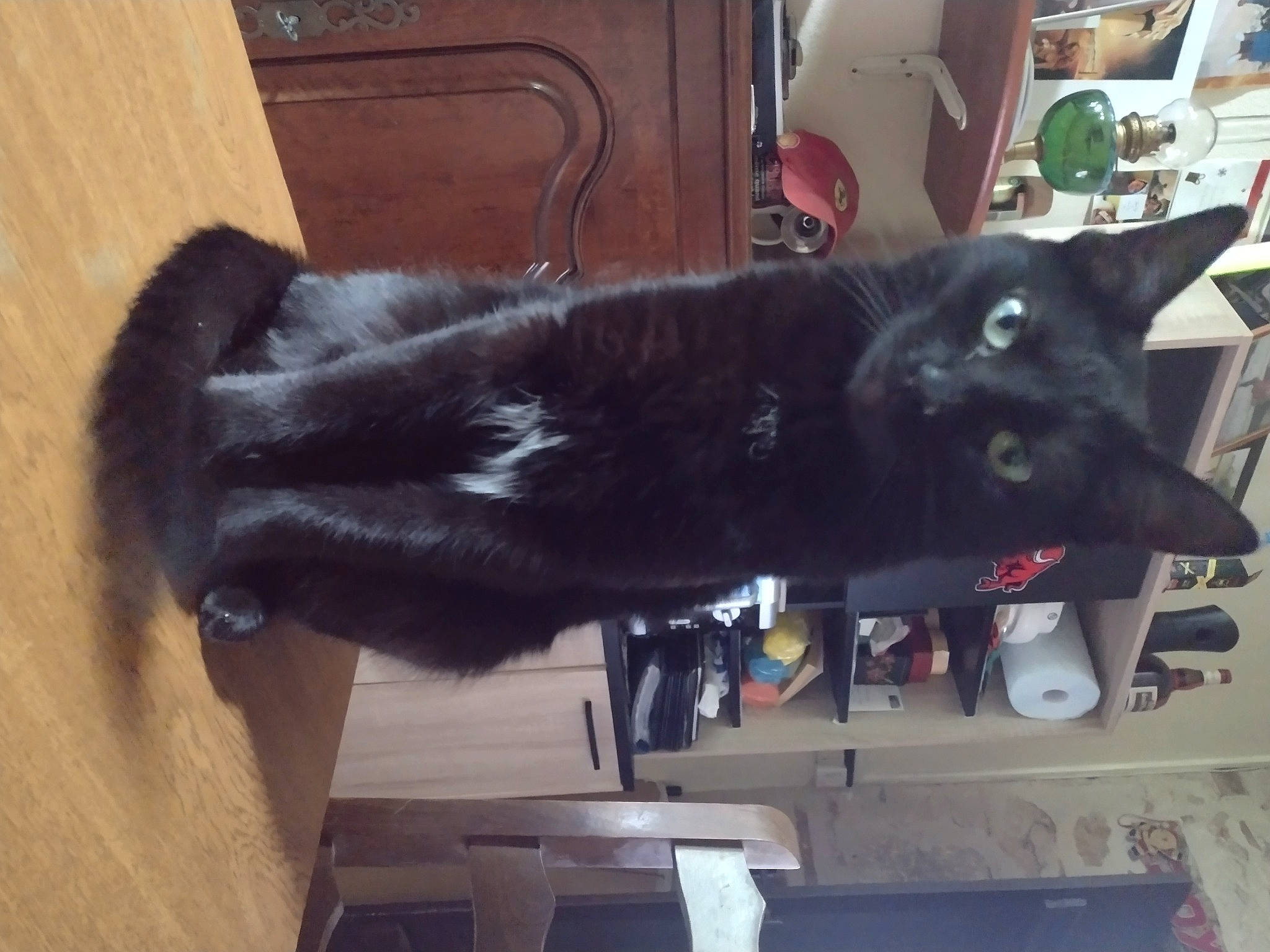 Croquettes a rejoint le concours — aidez-le/la à gagner de superbes lots ! black_cat, bombay, carnivore, cat, chest_of_drawers, dog_breed, domestic_short_haired_cat, felidae, flooring, fur, grey, natural_material, room, small_to_medium_sized_cats, tail, whiskers