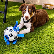 Bayko participe au concours pour gagner de l'argent avec cette photo : puppy, dog, brown_and_white, blue_eyes, toy, soccer_ball, paw_prints, grass, artificial_grass, collar, pet_food, container, playful, outdoor, sunlight, shadow, relaxed, animal, pet, cute