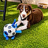 puppy, dog, brown_and_white, blue_eyes, toy, soccer_ball, paw_prints, grass, artificial_grass, collar, pet_food, container, playful, outdoor, sunlight, shadow, relaxed, animal, pet, cute