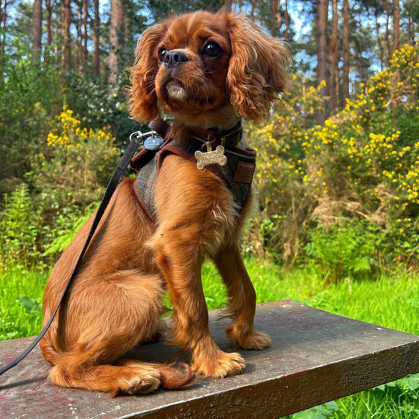 Duke joined the competition — help win amazing prizes! accessories, animal, bench, canine, cockerspaniel, dog, furniture, grass, land, nature, outdoors, pet, plant, puppy, rainforest, strap, tree, vegetation, wood, woodland