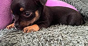 Izis participe au concours pour gagner de l'argent avec cette photo : animal, black_and_tan, blanket, cabinet, closeup, cozy, cute, decor, dog, furniture, indoor, lying_down, pet, puppy, resting, small, soft_toy, stuffed_animal, table, young