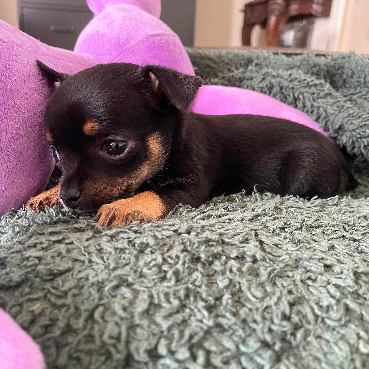 Izis participe au concours pour gagner de l'argent avec cette photo : puppy, dog, black_and_tan, blanket, stuffed_animal, soft_toy, indoor, cozy, cute, pet, lying_down, furniture, cabinet, table, decor, closeup, animal, resting, young, small