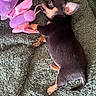 Izis participe au concours pour gagner de l'argent avec cette photo : puppy, dog, black, tan, small, toy, plush, pink, purple, blanket, green, fur, cute, pet, animal, lying_down, paw, sniffing, cozy, playful