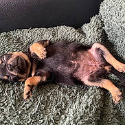 Izis participe au concours pour gagner de l'argent avec cette photo : puppy, dog, sleeping, nap, blanket, soft, fur, cute, pet, animal, rest, cozy, small, young, black_and_tan, relaxed, indoor, paw, fur_texture, adorable
