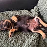 puppy, dog, sleeping, nap, blanket, soft, fur, cute, pet, animal, rest, cozy, small, young, black_and_tan, relaxed, indoor, paw, fur_texture, adorable