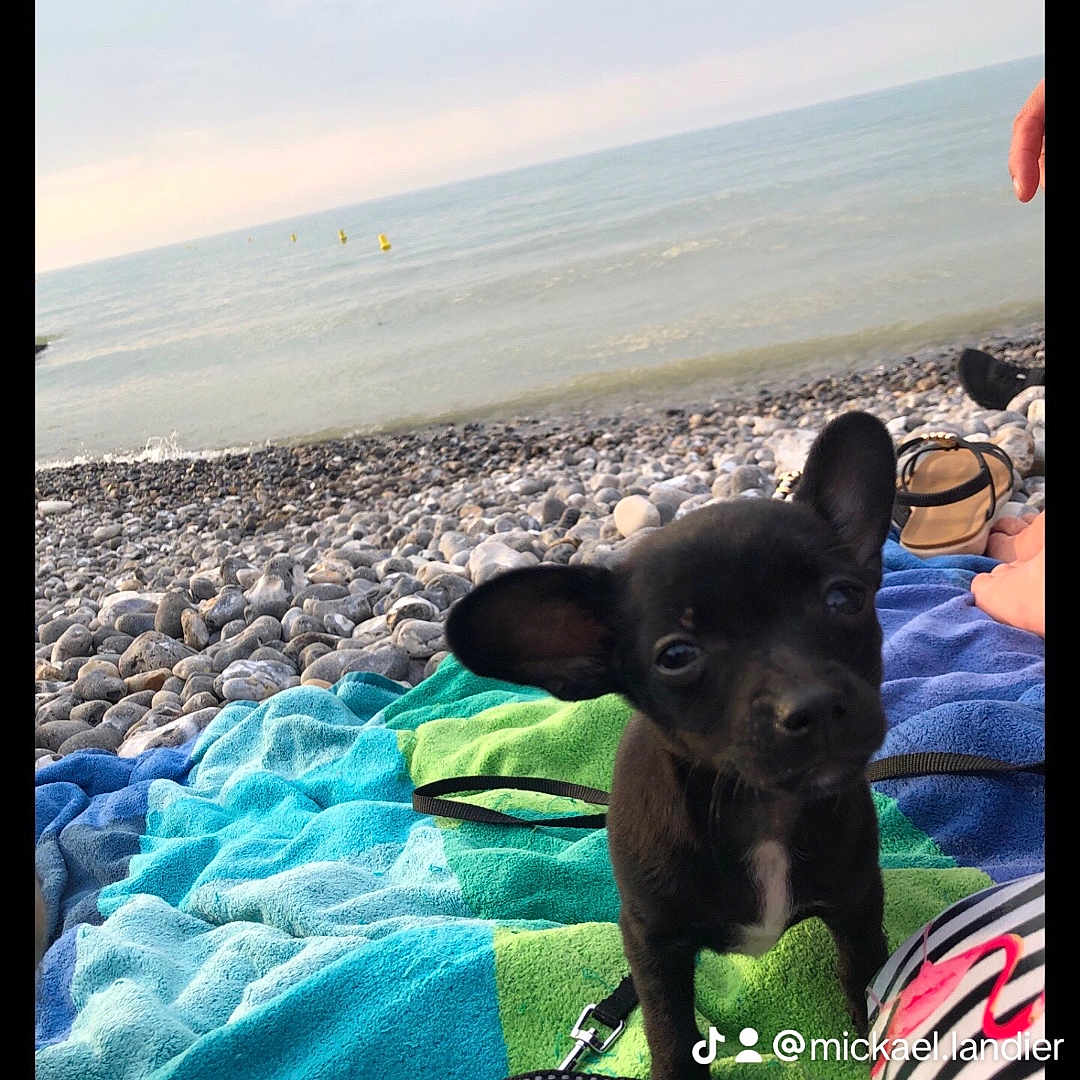 Bella