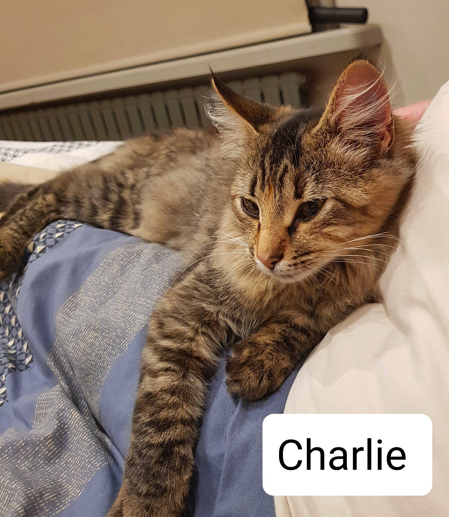 Charlie participe au concours pour gagner de l'argent avec cette photo : carnivore, cat, claw, comfort, domestic_short_haired_cat, felidae, fur, nap, pattern, paw, photo_caption, small_to_medium_sized_cats, snout, tail, terrestrial_animal, whiskers
